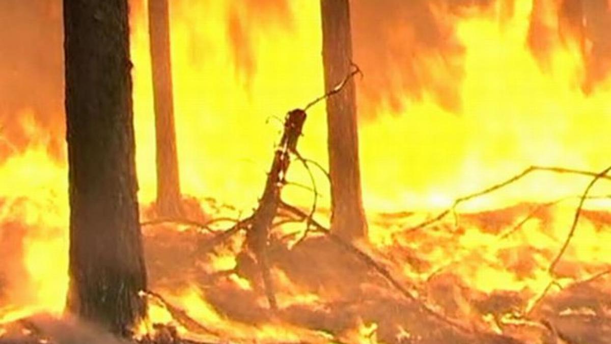 Stare de alertă în Italia. Circa 2.000 de hectare de pădure, mistuite de un incendiu puternic