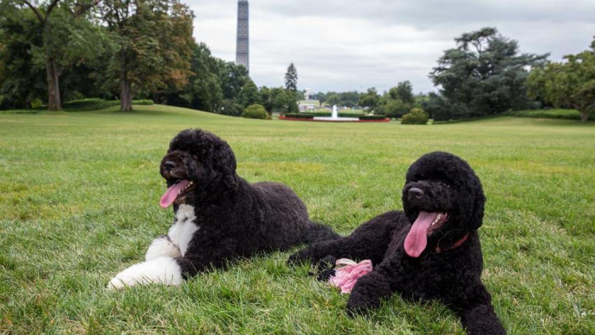 Familia Obama are un nou...&quot;membru&quot;