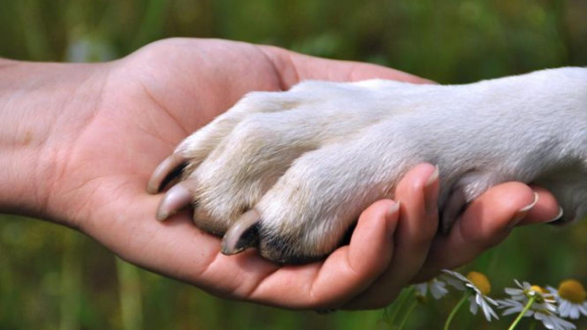 Bucureştenii îşi pot steriliza GRATUIT câinii. Lista cabinetelor participante la program