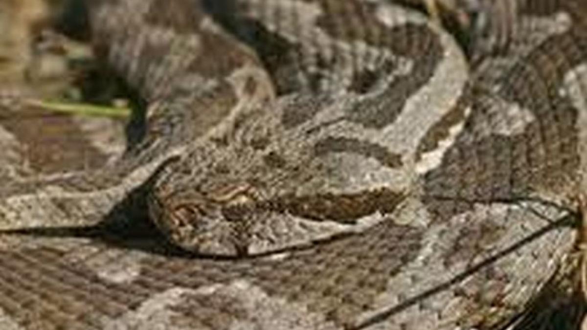 &quot;Atenţie, vipere!&quot;. Populaţia municipiului Vulcan, alertată privind apariţia reptilelor