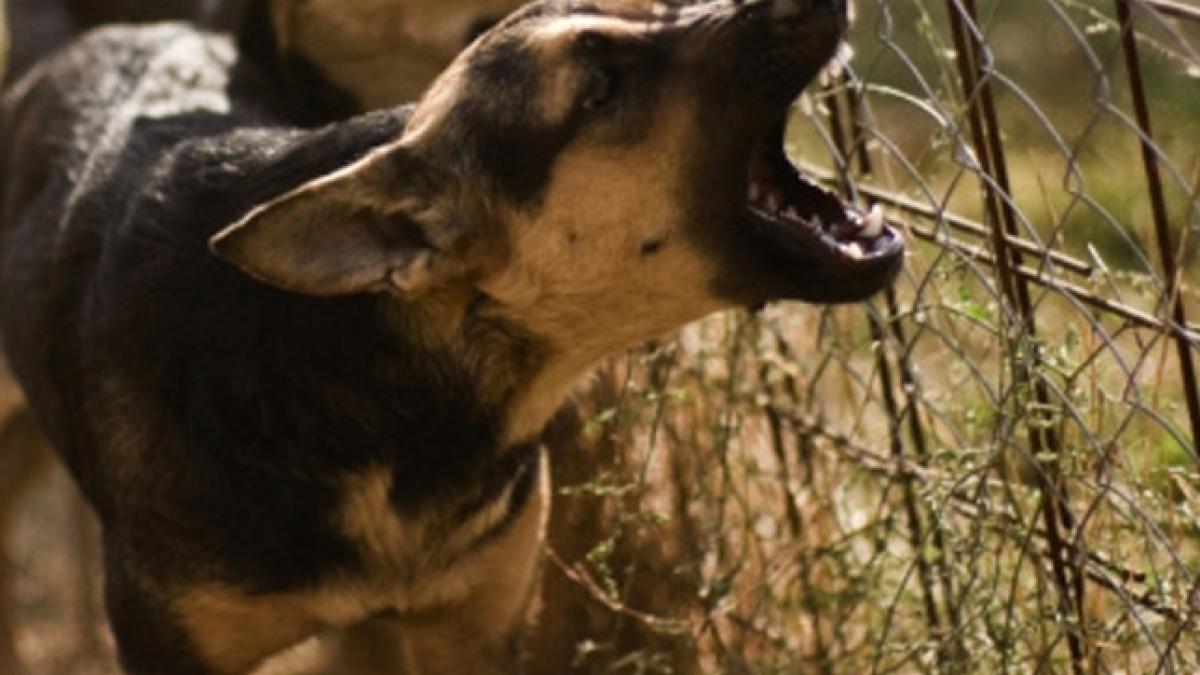 Cine se află în spatele fundaţiei fantomă care &quot;adoptase&quot; maidanezul ce l-a omorât pe Ionuţ. &quot;Cereau bani de la oameni&quot;