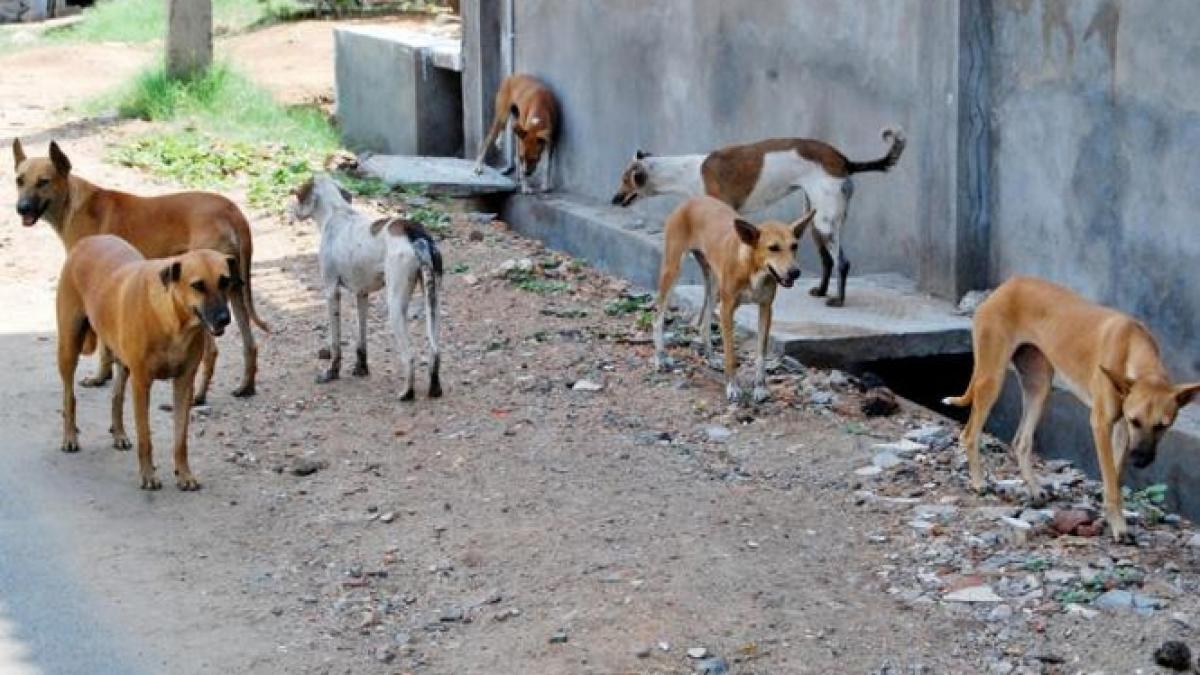 Şeful de la Protecţia animalelor, Răzvan Băncescu, spune că nu se simte răspunzător de moartea copilului sfârtecat de câini