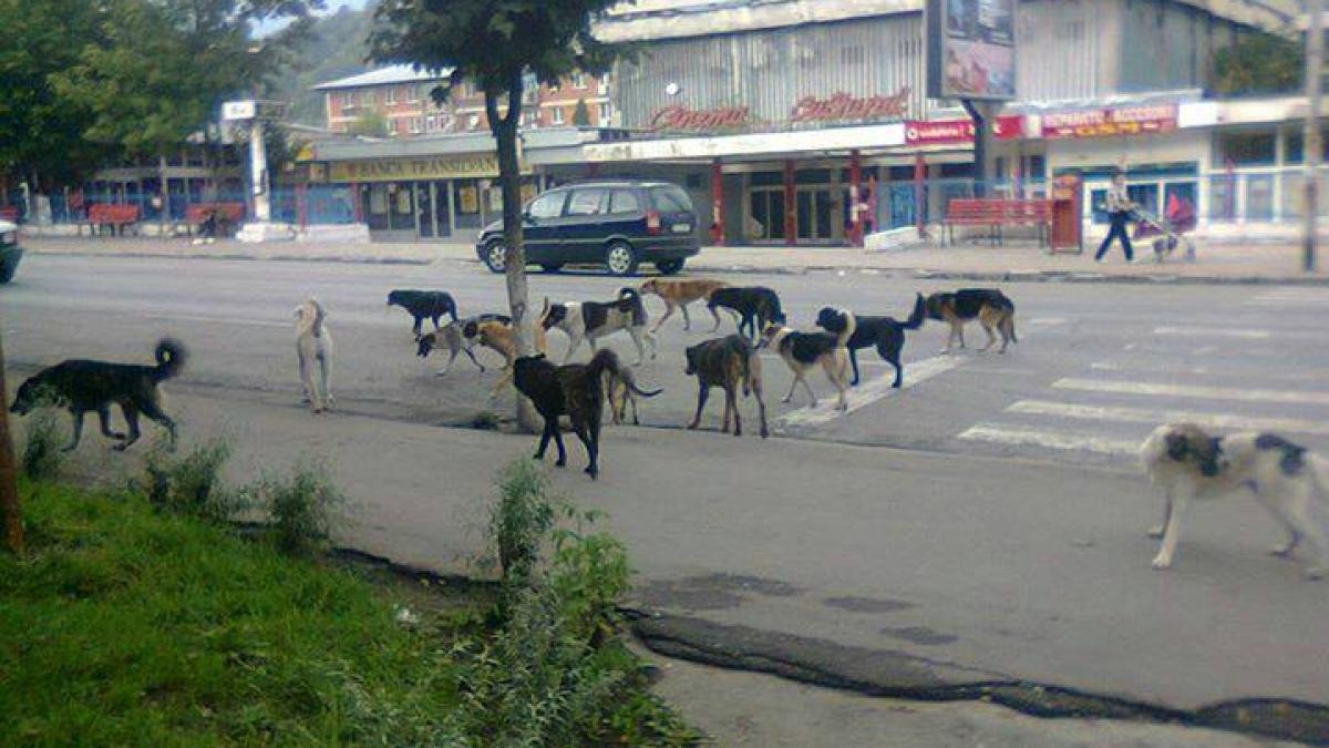 Replica unui &quot;iubitor de animale&quot;, către un om atacat de maidanezi: &quot;Ce să îţi fac dacă ai burta mare şi nu poţi să FUGI&quot;