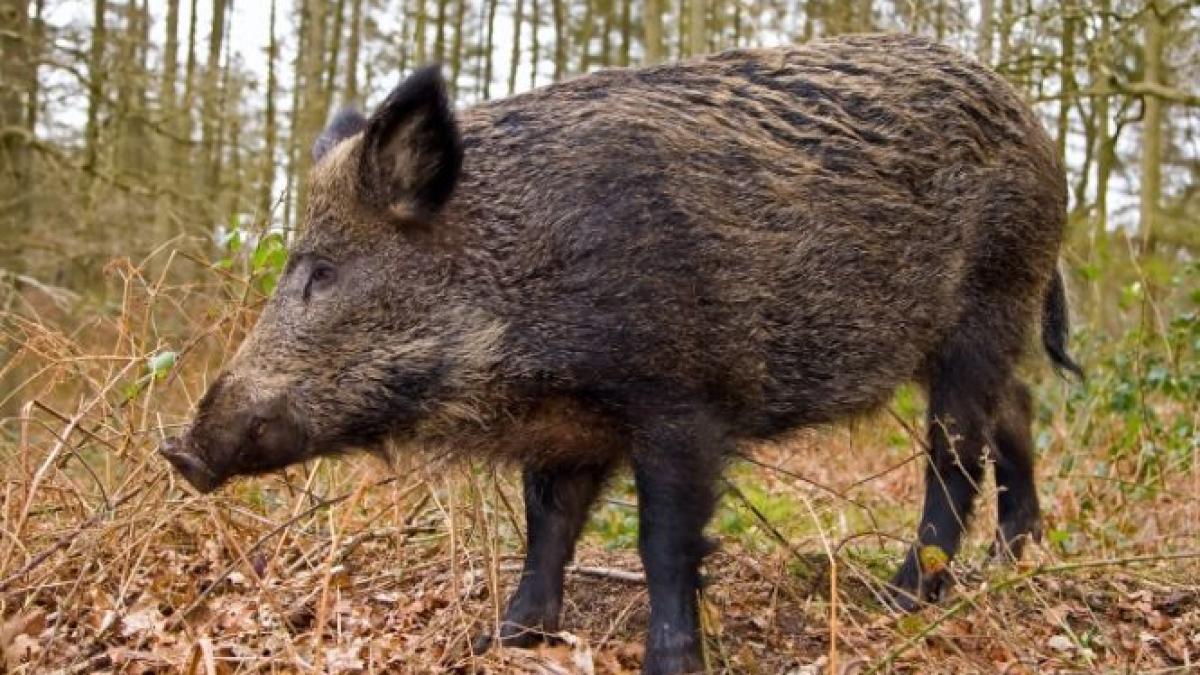 A ajuns la spital cu un picior sfârtecat. Un bărbat din Alba, atacat de patru porci mistreţi