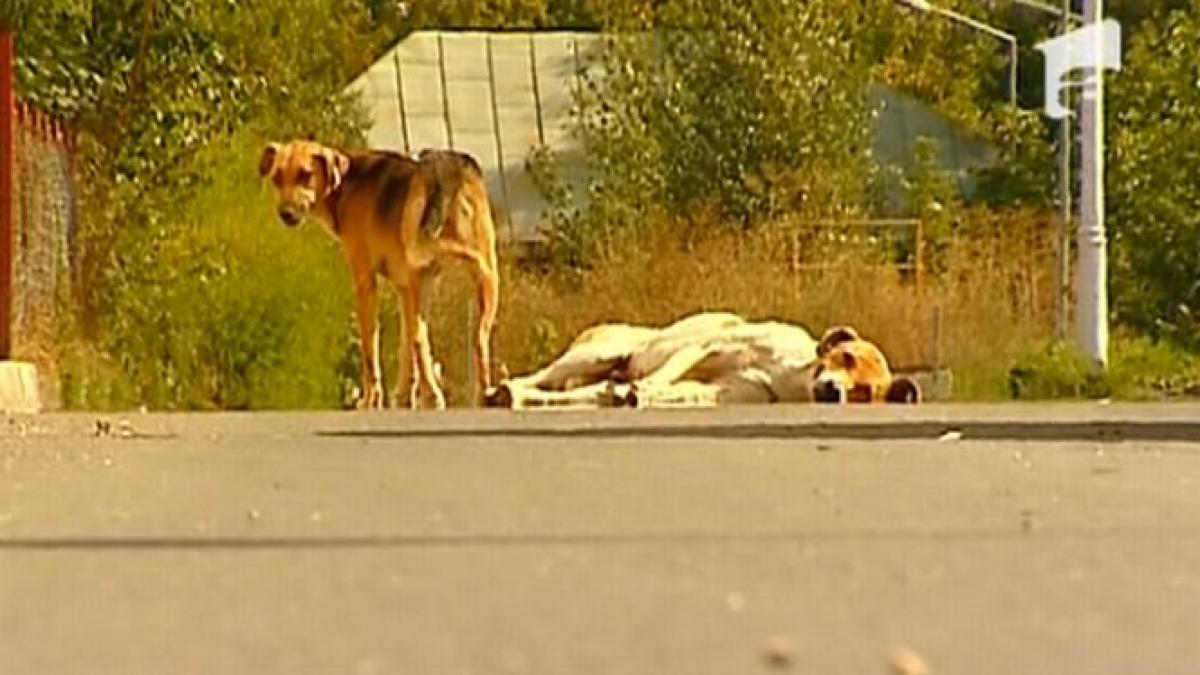 Programul de sterilizare gratuită a câinilor maidanezi, praf în ochi pentru medicii veterinari