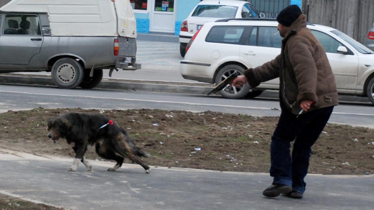 Sondajul făcut printre români scoate la iveală un lucru care îi va înfuria pe iubitorii de animale. 91% cosideră asta