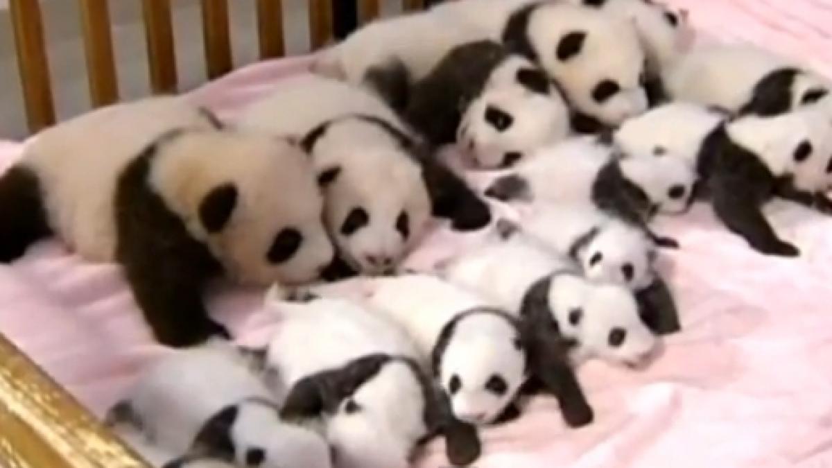 Sunt mici, dar deja celebri! Fă cunoştinţă cu 14 pui de panda adorabili