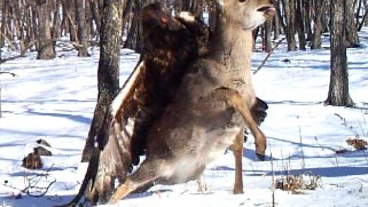 Imagini incredibile surprinse într-o rezervaţie naturală din Rusia. O căprioară este ucisă de un vultur