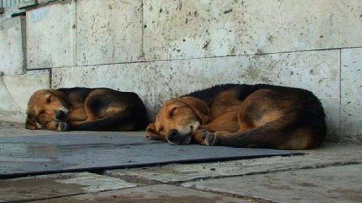 Cum vor autorităţile din Piteşti să scape de câinii maidanezi