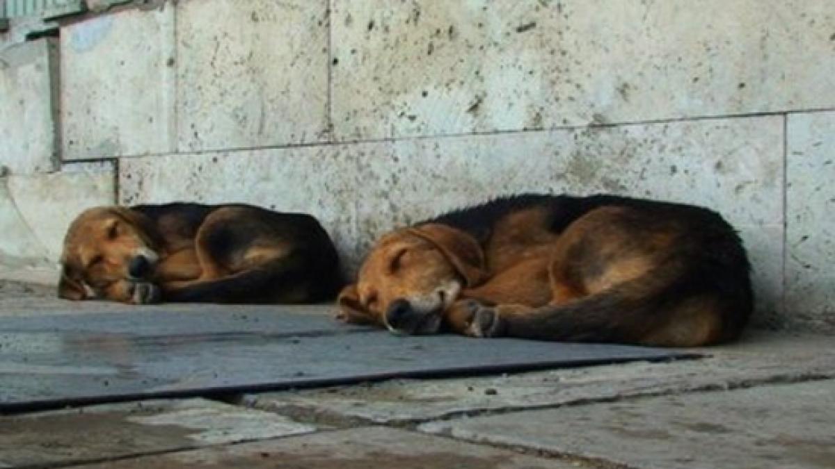 Uniunea Europeană este de acord cu eutanasierea maidanezilor din România