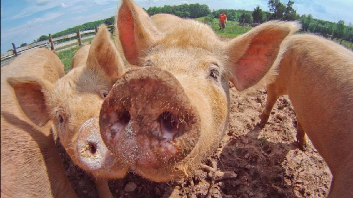 România nu va mai avea dreptul să exporte carne de porc în Uniunea Europeană