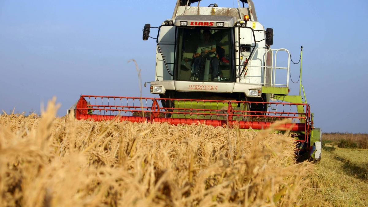 Producţie record de cereale în 2013, profituri minime pentru agricultorii români 