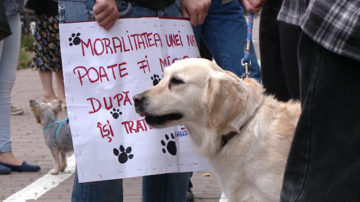 Protest la Milano faţă de legea eutanasierii maidanezilor, în faţa Consulatului României