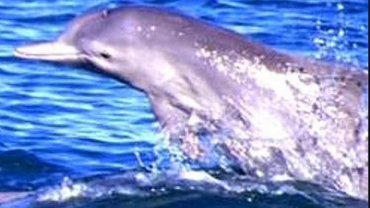 &quot;Este o descoperire foarte importantă&quot;. O nouă specie de delfin a fost identificată