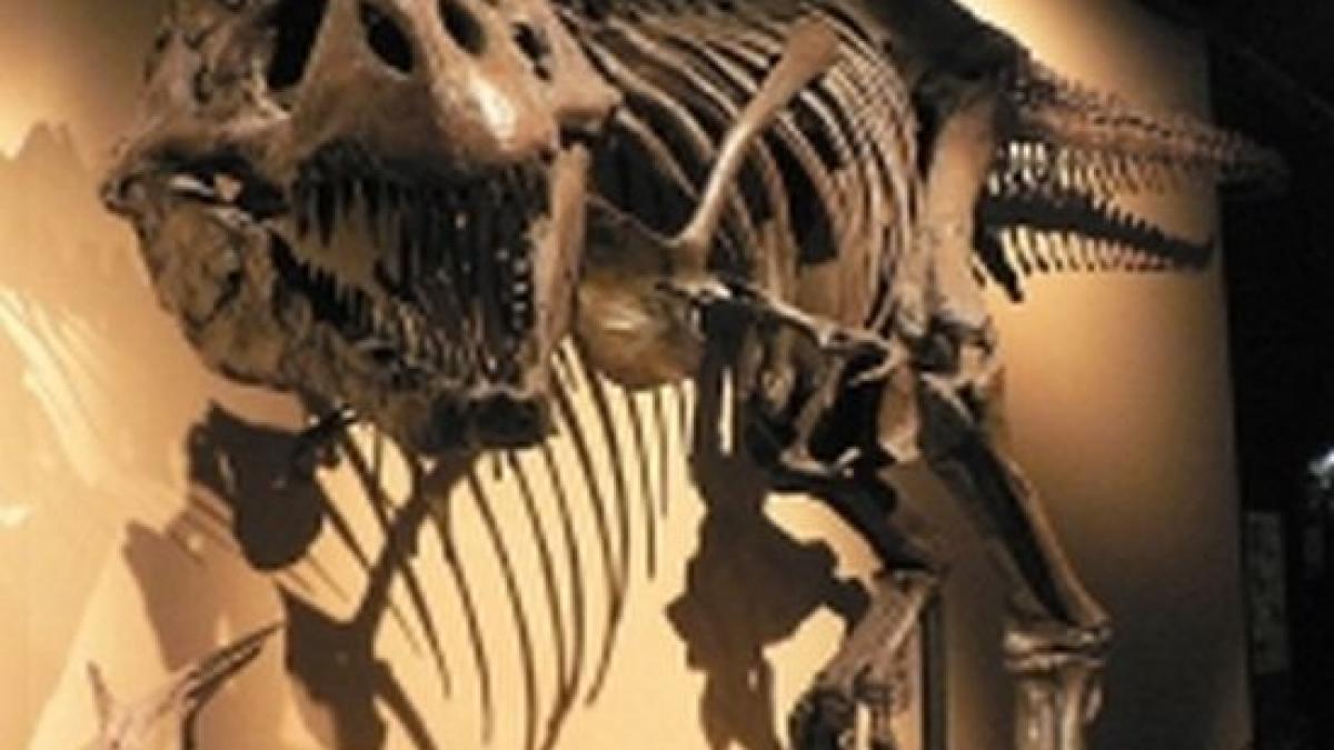 Cel mai vechi strămoş al lui Tyrannosaurus rex a fost descoperit în Statele Unite