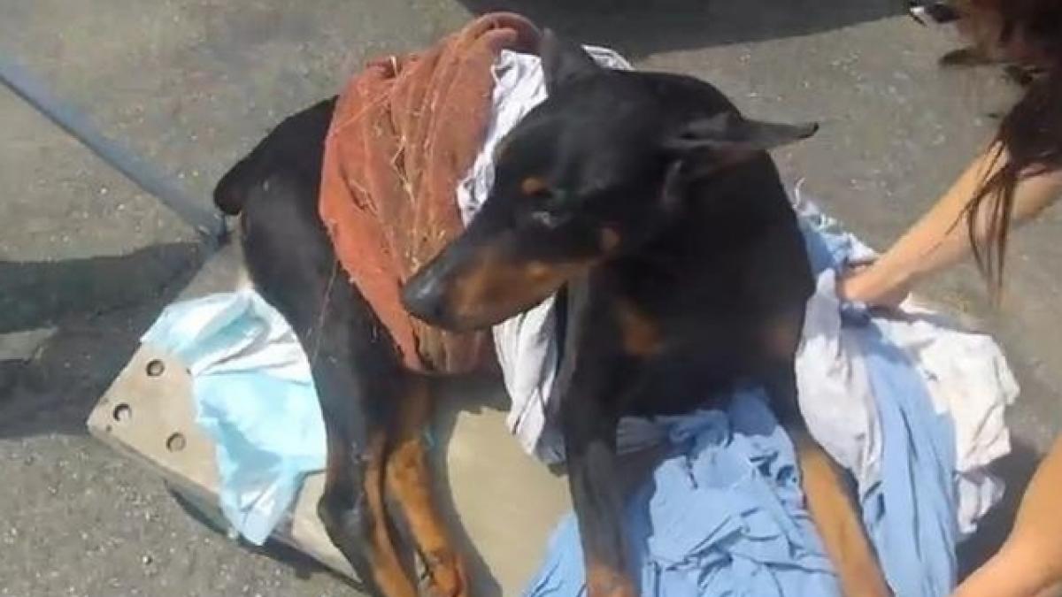 VIDEO EMOŢIONANT. Un doberman paralizat a fost ÎNVĂŢAT SĂ ALERGE DIN NOU