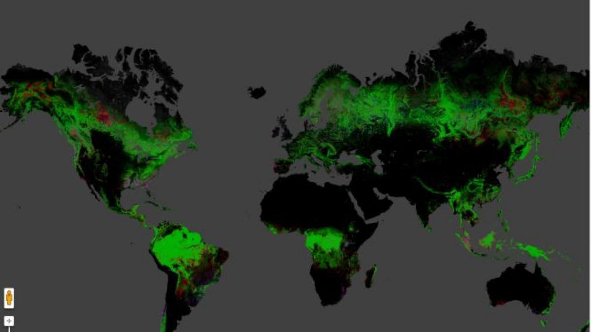 Imaginile care arată scăderea alarmantă a zonelor împădurite din lume. Vedeţi harta interactivă a despăduririlor