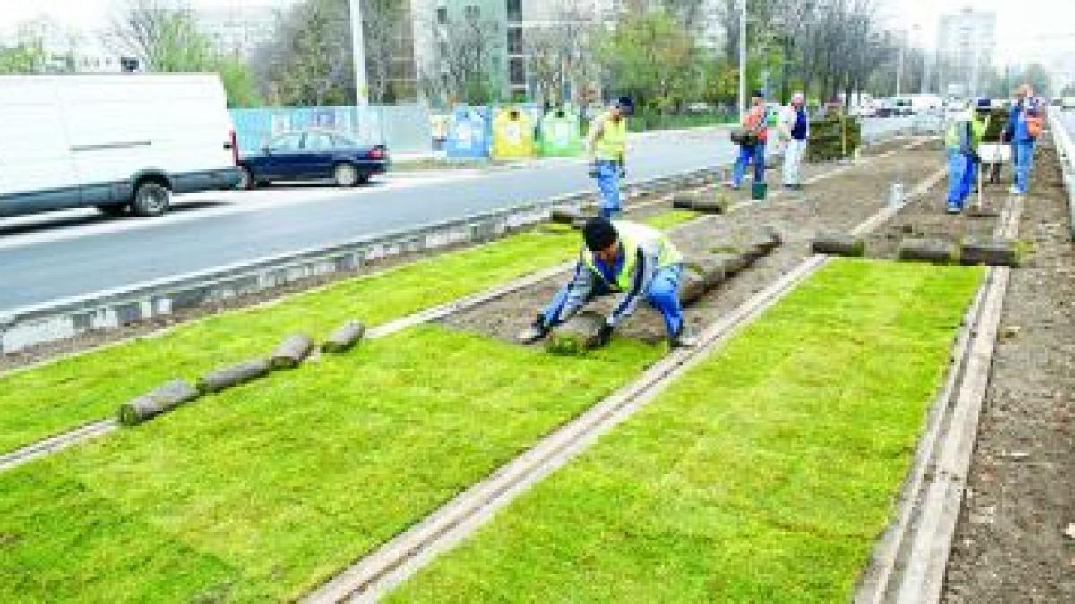 Premieră în România. Cum arată linia verde de tramvai. Au pus gazonul între şine cu două săptămâni înainte de venirea iernii