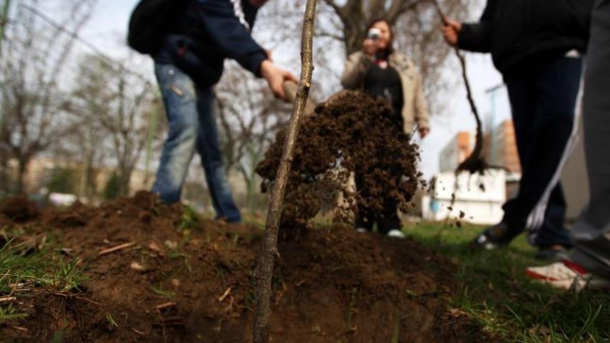 Proiect unic în România. Pentru fiecare copil născut şi fiecare cuplu care se căsătoreşte, primăria PLANTEAZĂ un COPAC