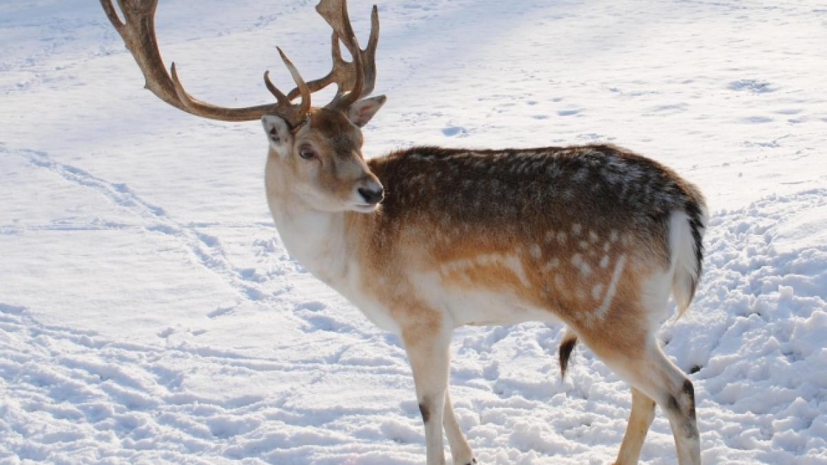 Afacere de sezon: reni de închiriat. O oră petrecută cu un animal adus din ţara lui Moş Crăciun costă 500 de euro