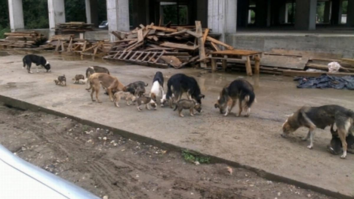 Liber la EUTANASIEREA maidanezilor. Normele &quot;Legii lui Ionuţ&quot; au fost aprobate