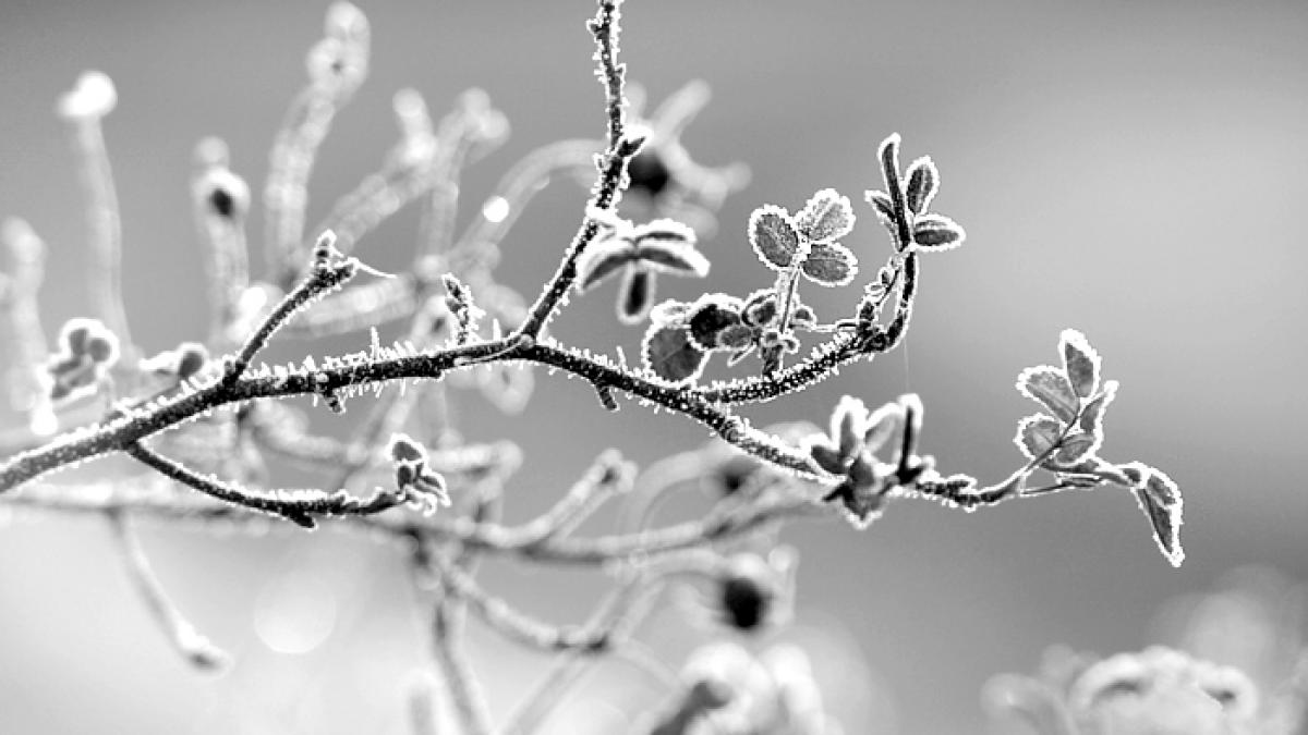 Anunţul făcut acum de meteorologi. &quot;Vor veni ninsori ABUNDENTE şi GER&quot;