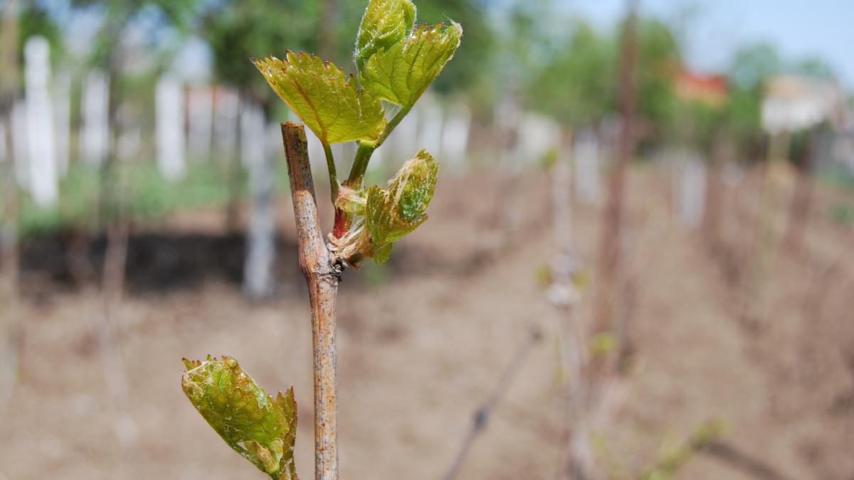 A ÎNMUGURIT viţa de vie. Temperaturile extrem de ridicate pentru perioada aceasta pot aduce mari necazuri în agricultură