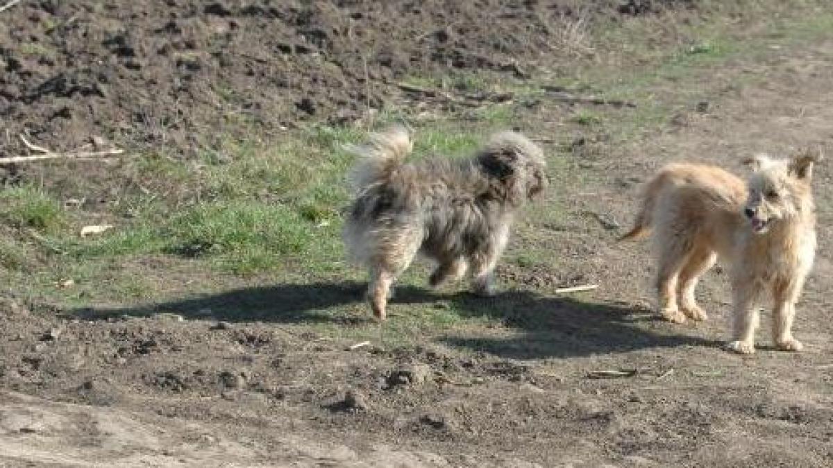 Aproximativ 30 de câini au fost ÎMPUŞCAŢI pe un câmp din judeţul Tulcea