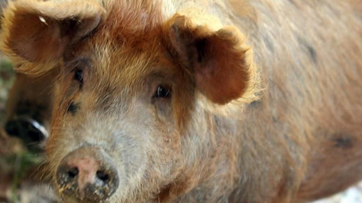 Un bebeluş a ajuns în STARE GRAVĂ la spital după ce A FOST MUŞCAT de un PORC