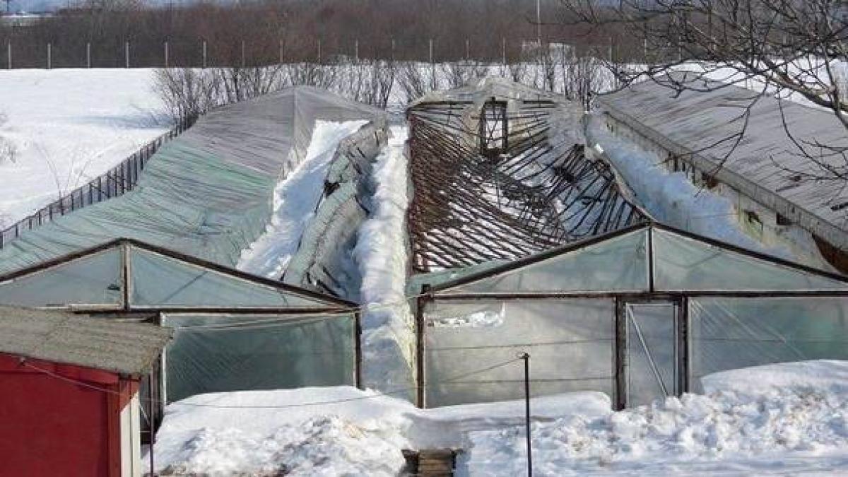 Pagube URIAŞE din cauza ninsorilor abundente. Serele legumicultorilor au cedat sub greutatea zăpezii