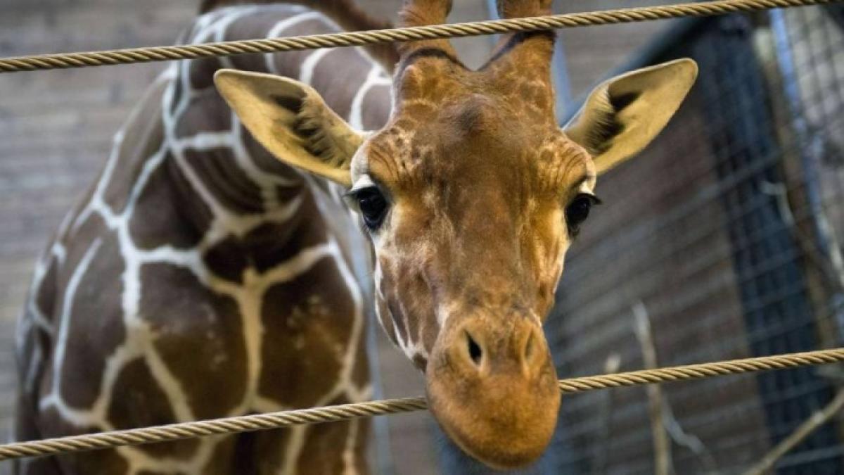 IMAGINI ŞOCANTE surprinse într-o grădină ZOO. Ce i-au făcut acestei girafe, sub privirile a zeci de copii