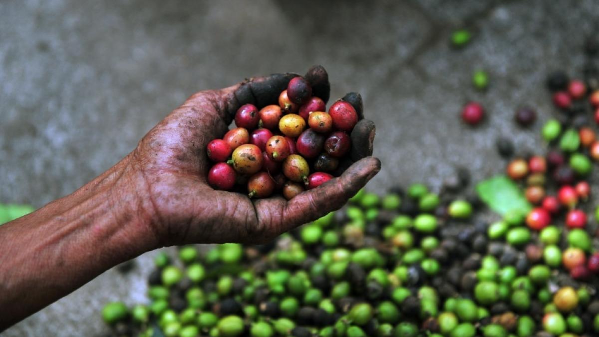 Alertă la nivel mondial. CAFEAUA ar putea dispărea