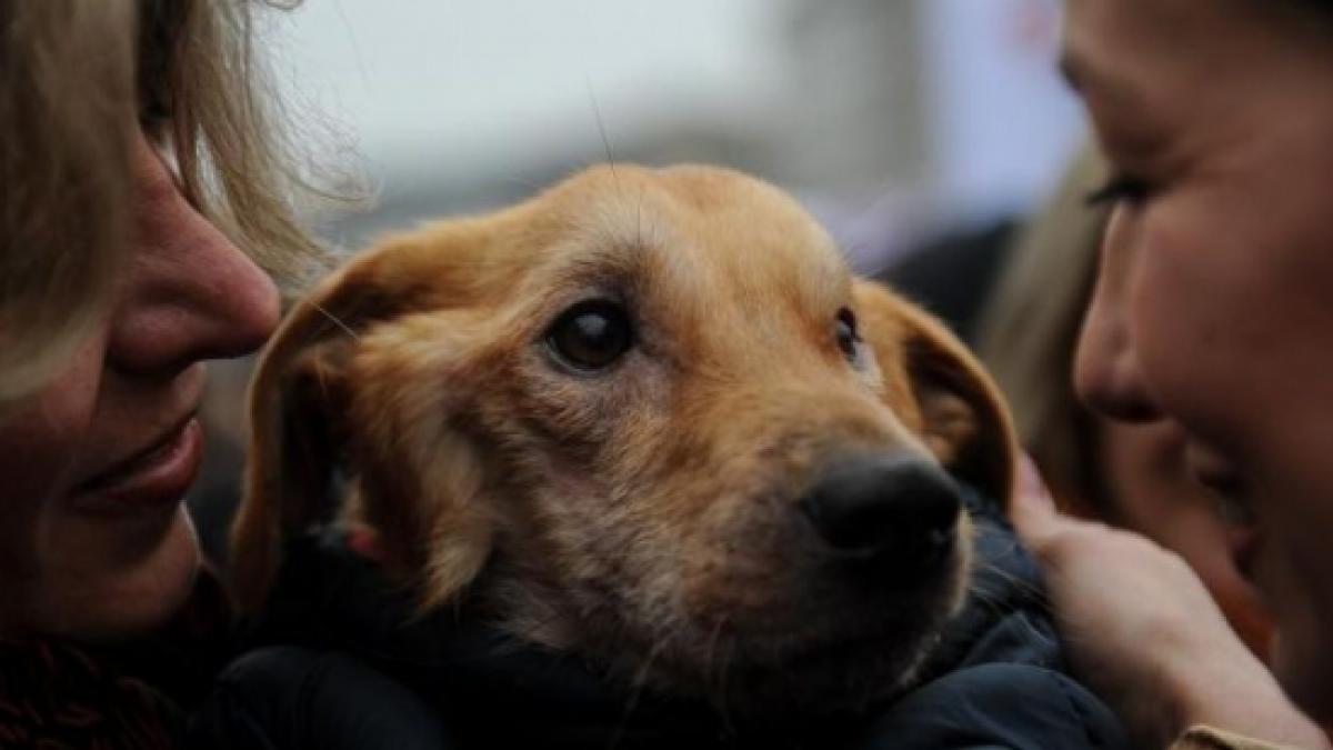 Locuitorii sectorului 1 îşi pot steriliza gratuit animalele de companie