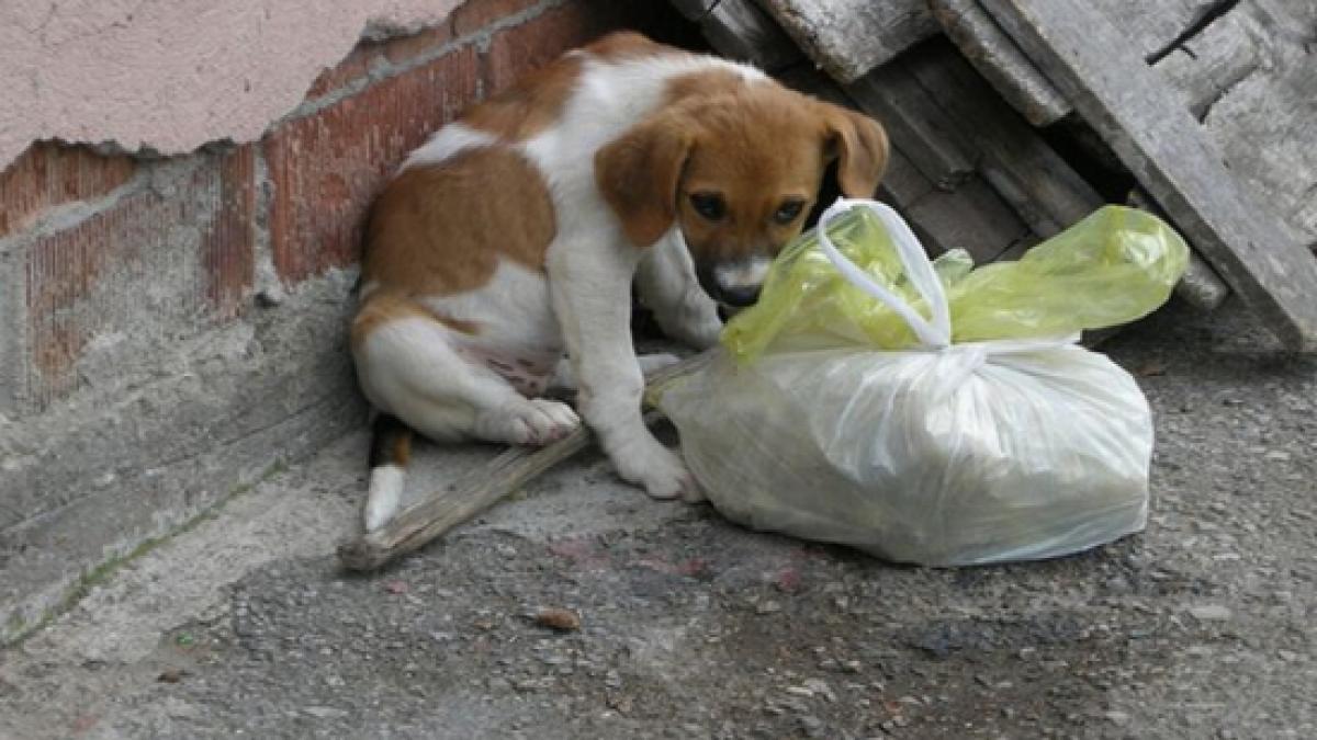 ASPA interzice adopţiile de câini fără stăpân în cazul celor care îi abandonează