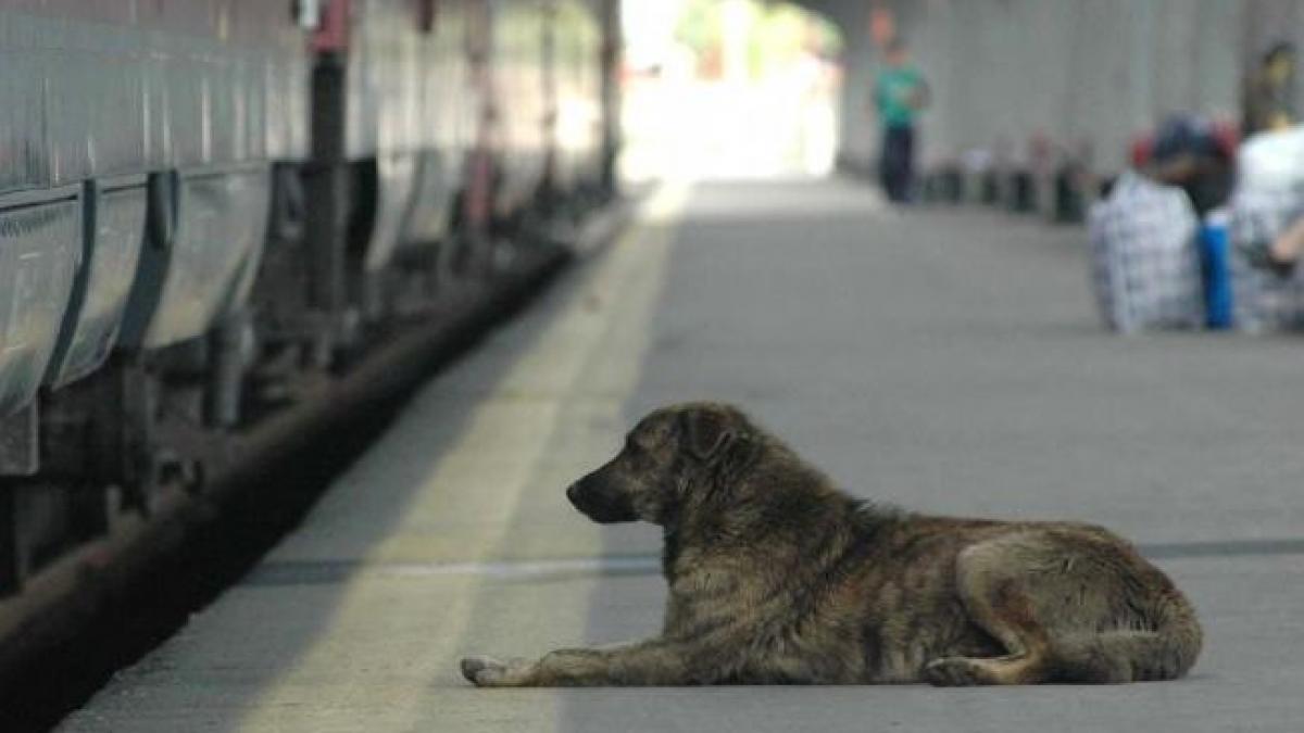 Cei care au adoptat câini şi i-au abandonat NU vor mai putea să adopte alţi câini