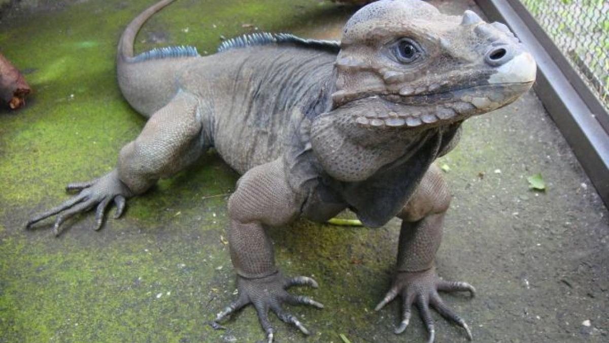 Două românce au fost prinse cu reptile în ciorapi. Iguanele, dintr-o specie extrem de rară