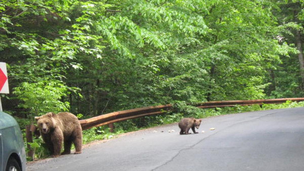 &quot;Pentru că... automobile!&quot; Am descoperit de ce nu avem autostrăzi în România. Din cauza cuiburilor de berze, a peşterilor de lilieci şi a urşilor gunoieri