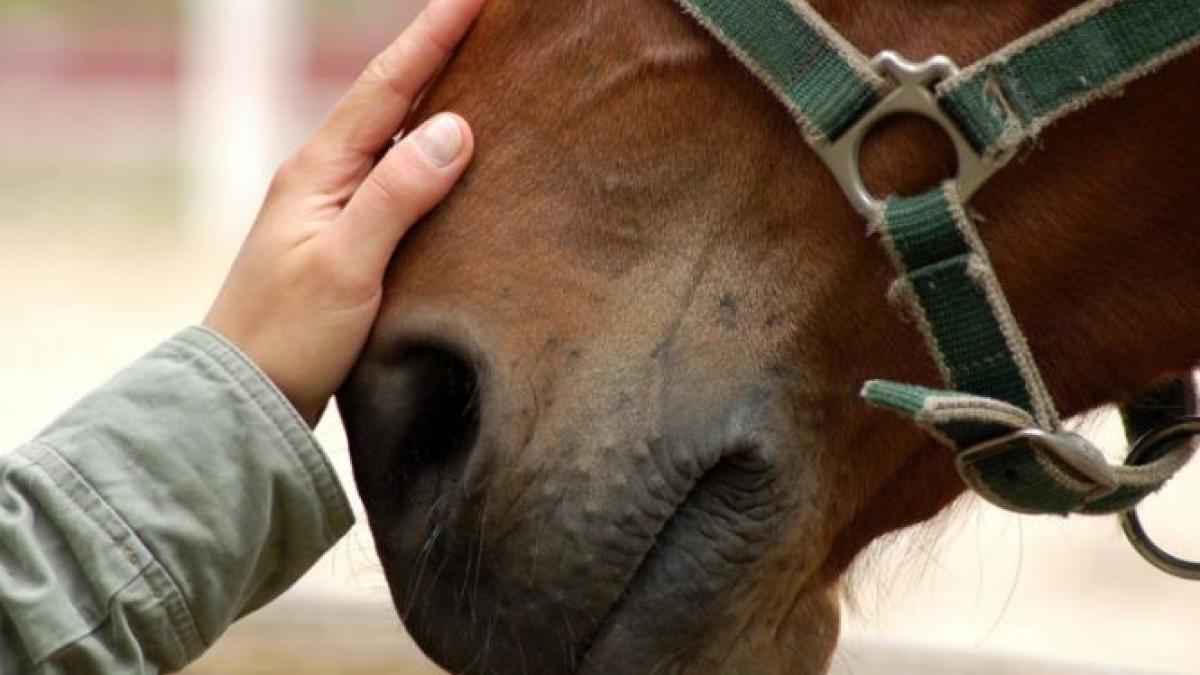 Imagini ŞOCANTE. Cruzime fără margini la târgul de animale de lângă Piteşti