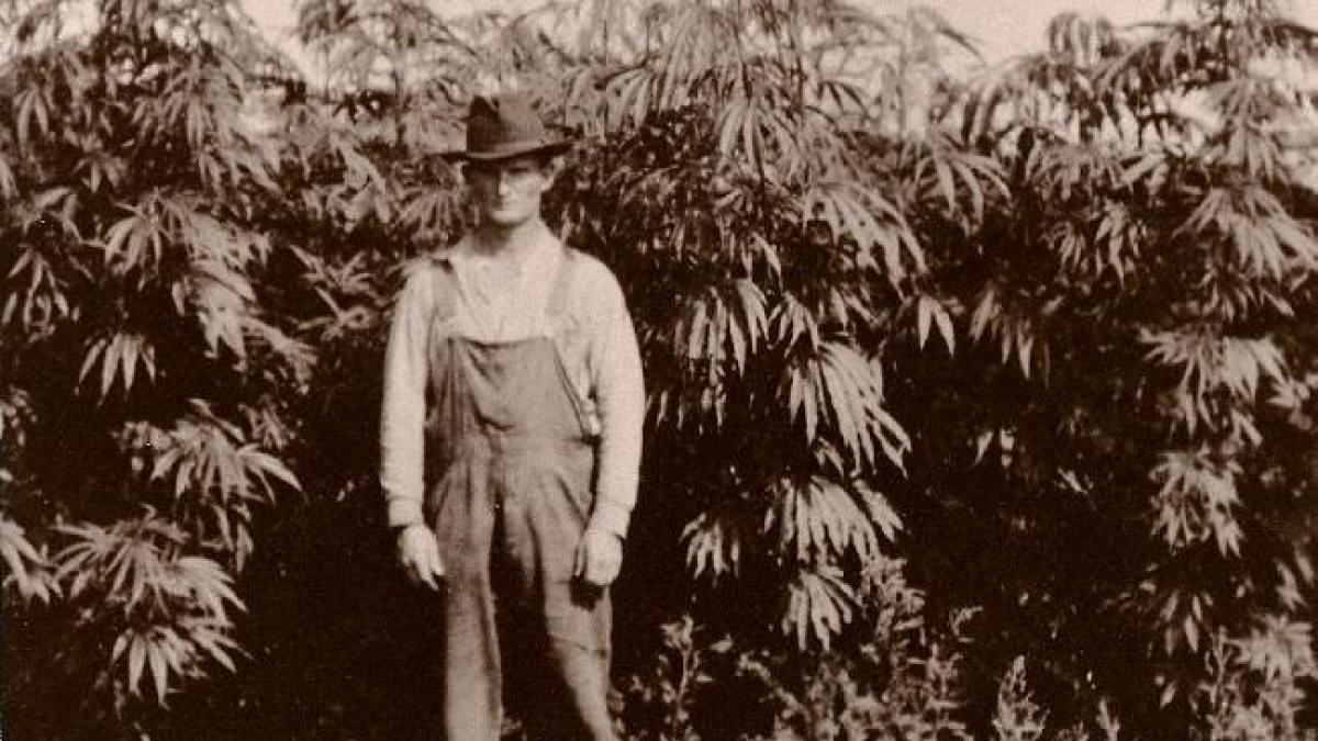 O scurtă istorie a cannabisului