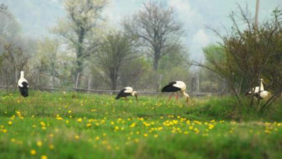 Ziua Planetei Pământ, sărbătorită în fiecare an pe 22 aprilie