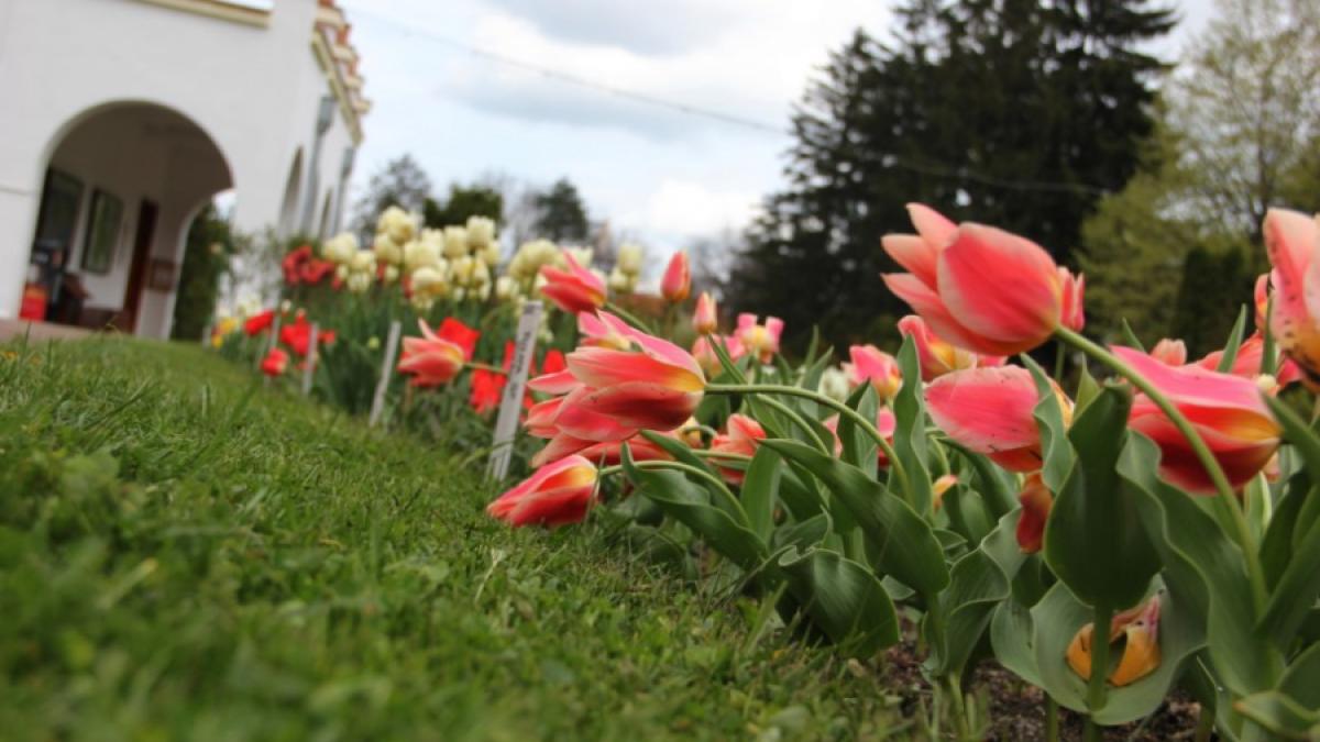 Imagini superbe din &quot;ORAŞUL LALELELOR&quot; din România. 123 de soiuri de lalele, în premieră la Grădina Botanică din Cluj