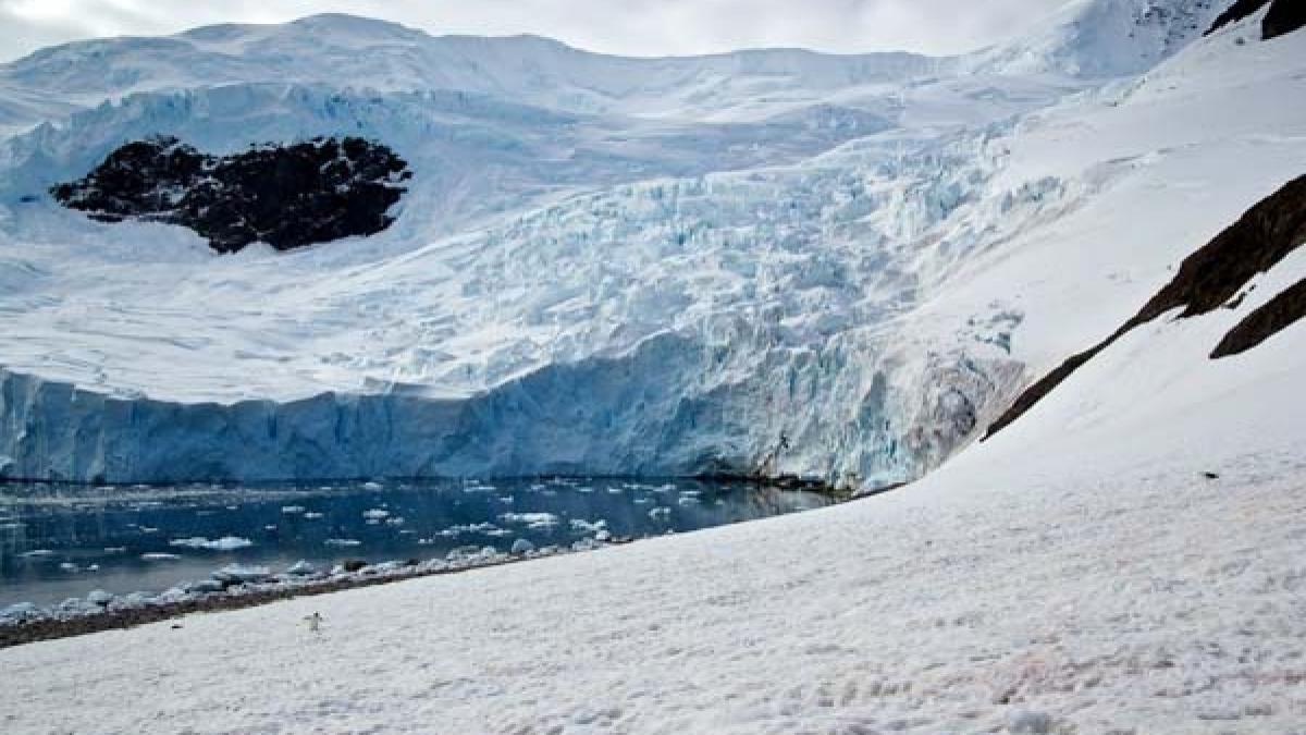 Plecase în Antarctica pentru a surprinde un gheţar, dar nu se aştepta să fotografieze asta: &quot;Se apropia nestingherit de mine&quot;