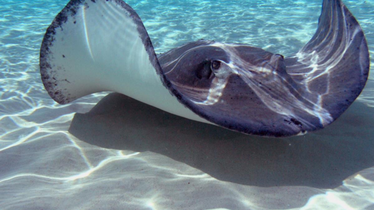 ULTIMELE imagini cu Steve Irwin, &quot;vânătorul de crocodili&quot;