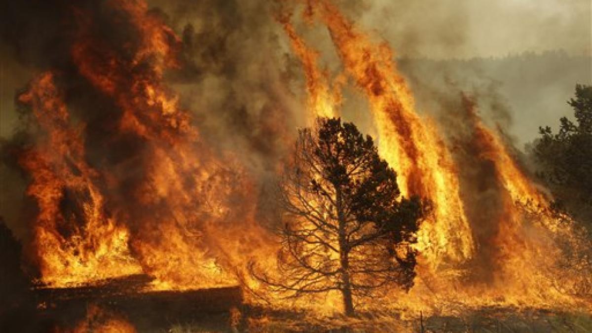 a_forest_burns_during_a_backburn_operation_to_fight_the_wallow_fire_in_nutrioso_ariz_friday_june_10_2011.jpg