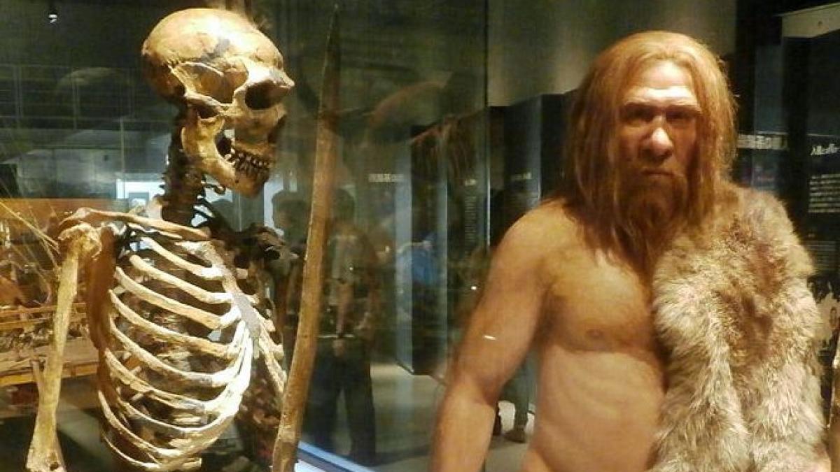 Descoperirea Importantă Făcută De Oamenii De ştiinţă Omul De Neanderthal Are O Origine De Cel 3344