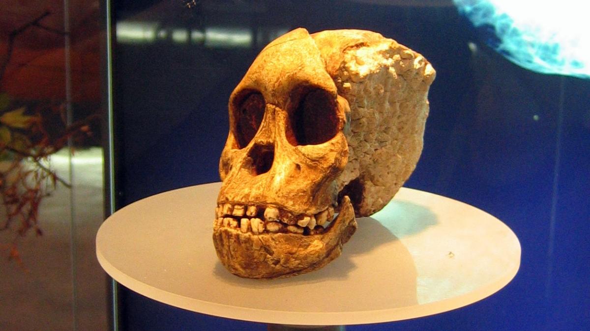 Sterkfontein_Taung_child.jpg