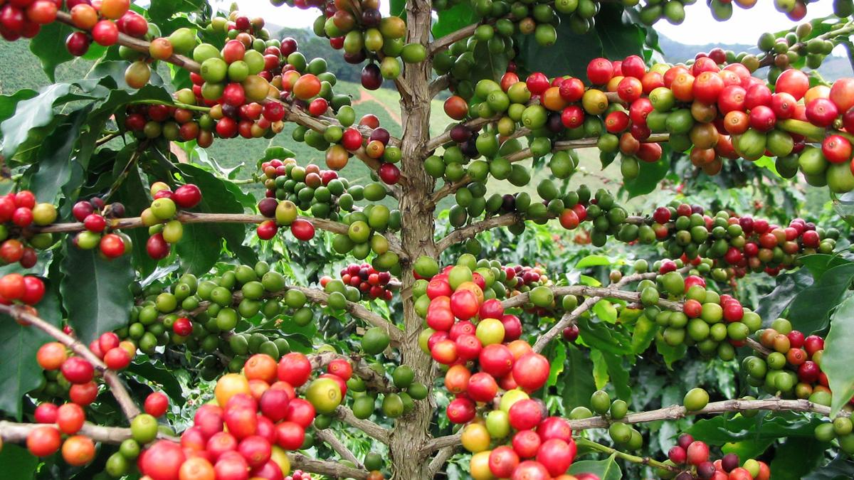 coffee_fruit1.jpg