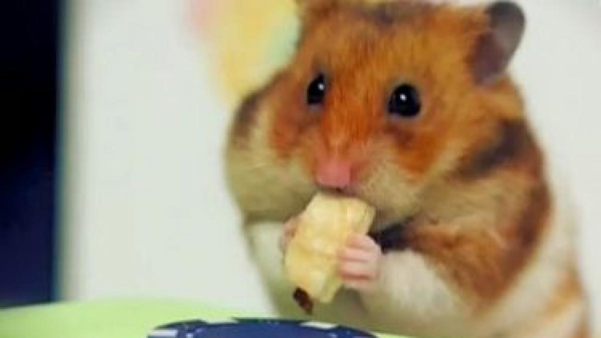 hamster.jpg