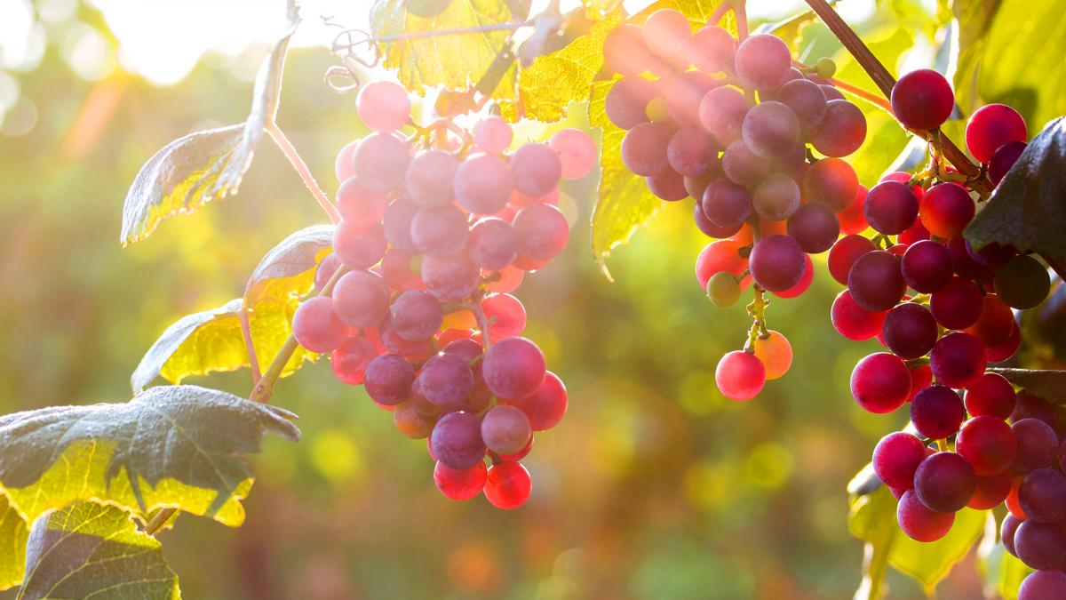 grapes-berries.jpg