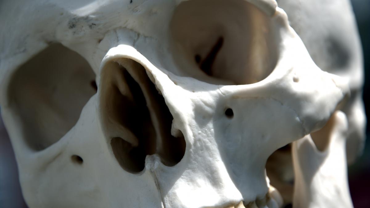 Human_skull_-_close_up.jpg